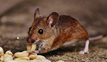 24 Hour & Emergency Exterminators in West Homestead, PA
